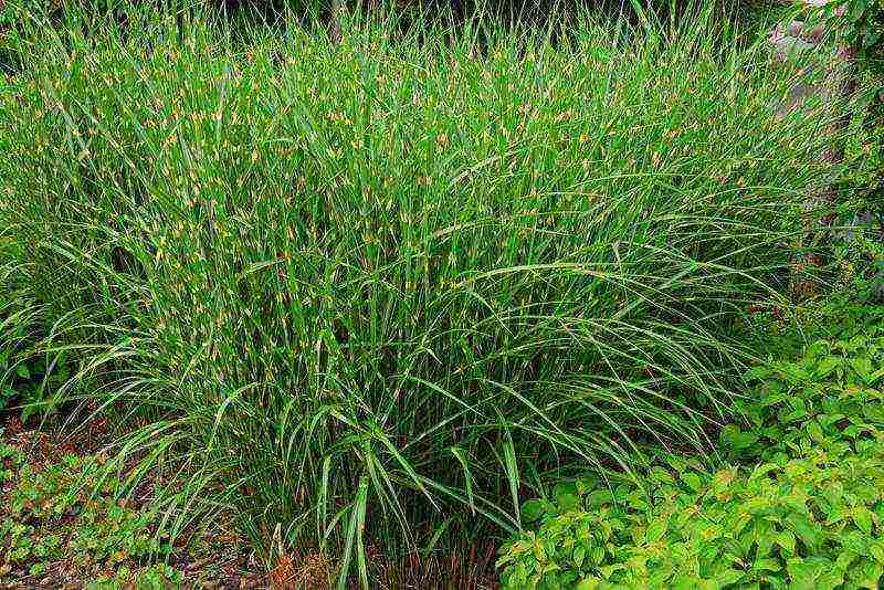 miscanthus planting and care in the open field in the suburbs