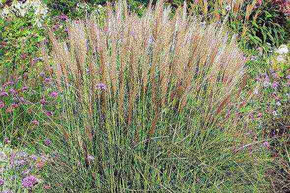 miscanthus planting and care in the open field in the suburbs