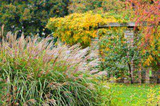 miscanthus planting and care in the open field in the suburbs