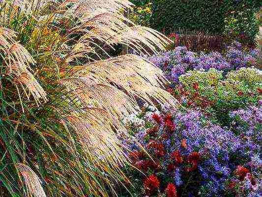 miscanthus na pagtatanim at pangangalaga sa bukas na bukid sa mga suburb