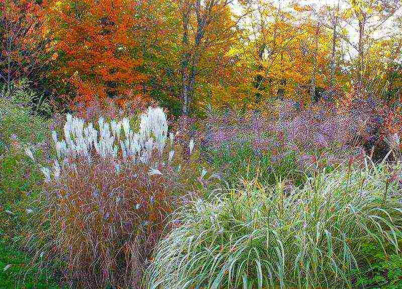 miscanthus planting and care in the open field in the suburbs