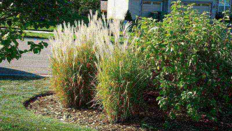 miscanthus planting and care in the open field in the suburbs