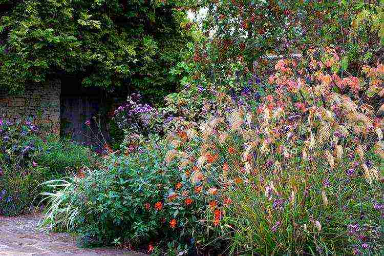 miscanthus planting and care in the open field in the suburbs