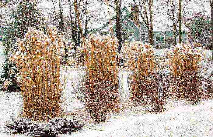 miscanthus planting and care in the open field in the suburbs