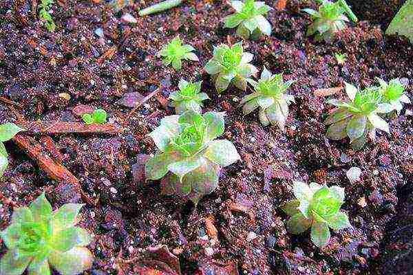 young planting and care in the open field in the Urals