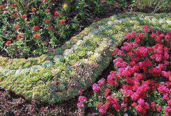 young planting and care in the open field in the Urals