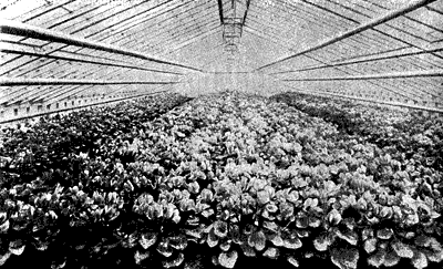 young plants grown in greenhouses