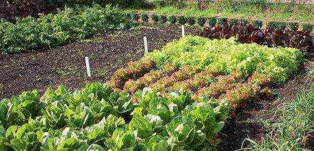 young plants grown in greenhouses