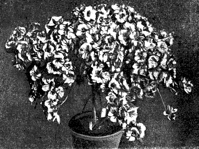 young plants grown in greenhouses