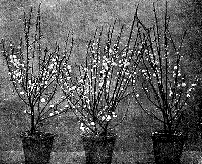 young plants grown in greenhouses