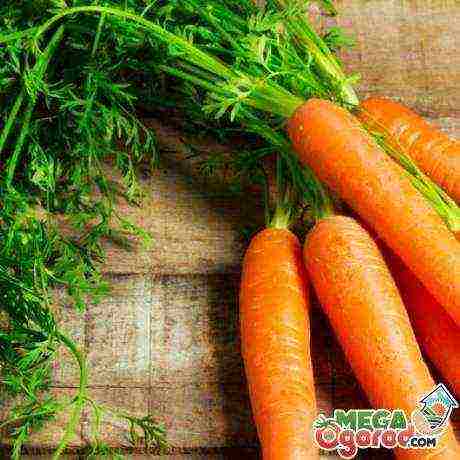 carrots for siberia the best varieties