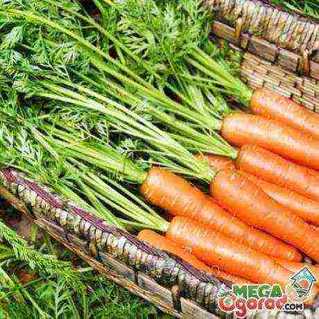 carrots for siberia the best varieties