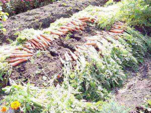 carrots for siberia the best varieties
