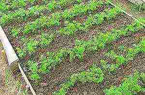 carrots for siberia the best varieties