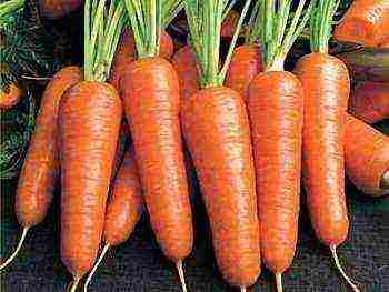 carrots for siberia the best varieties