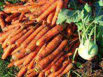 carrots for siberia the best varieties