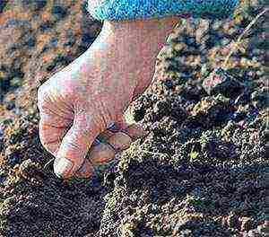 carrots outdoor planting and care carrot fly