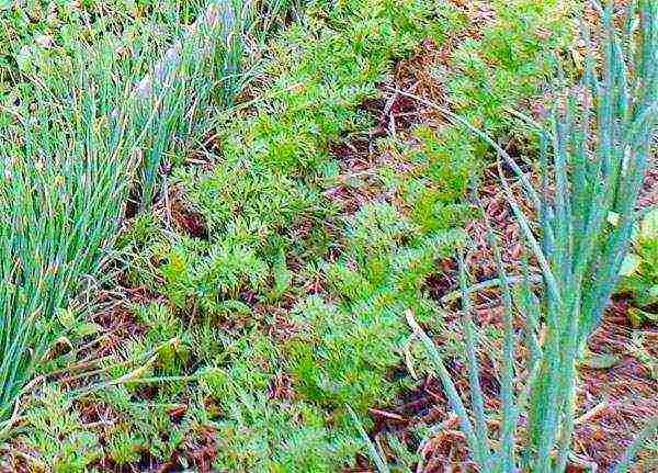 carrots outdoor planting and care carrot fly