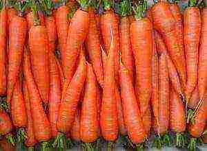 carrot seeds best varieties