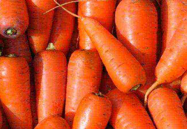 carrot seeds best varieties