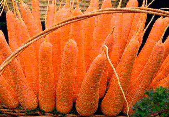 carrot seeds best varieties