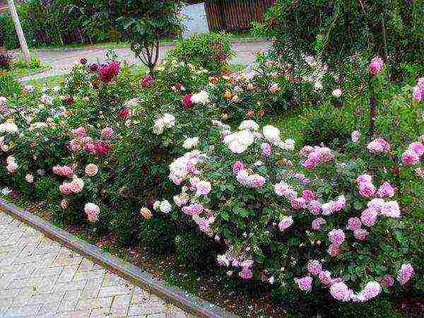 can curb roses be grown as indoor