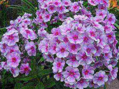 can phlox be grown as a houseplant