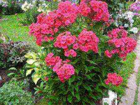 can phlox be grown as a houseplant