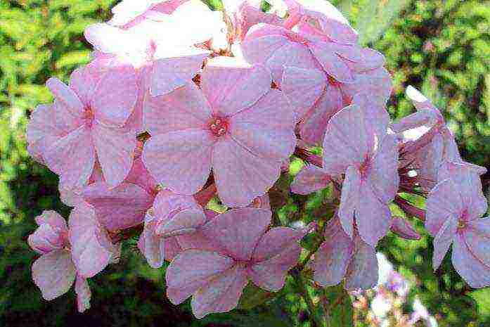 Maaari bang lumaki ang phlox bilang isang houseplant