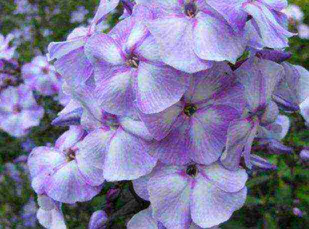 Maaari bang lumaki ang phlox bilang isang houseplant