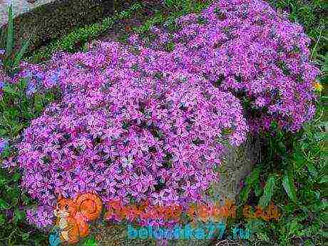 can phlox be grown as a houseplant