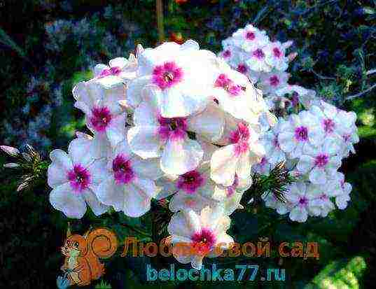 can phlox be grown as a houseplant