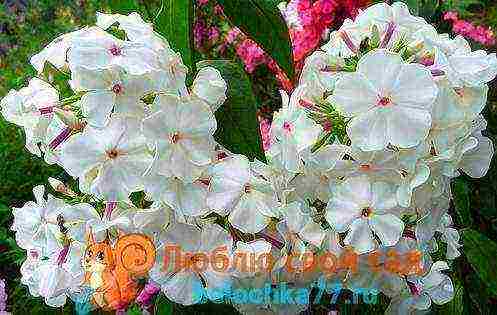 can phlox be grown as a houseplant