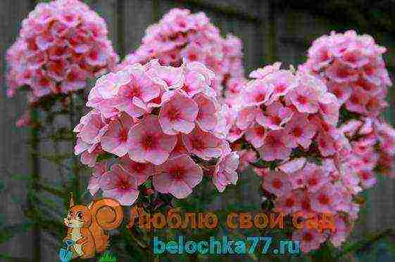 can phlox be grown as a houseplant