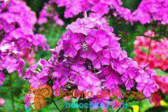 can phlox be grown as a houseplant