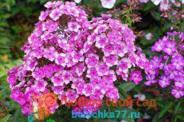 can phlox be grown as a houseplant