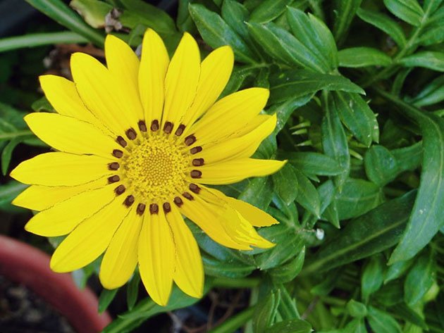 posible bang palaguin ang gatsania bilang isang panloob na bulaklak