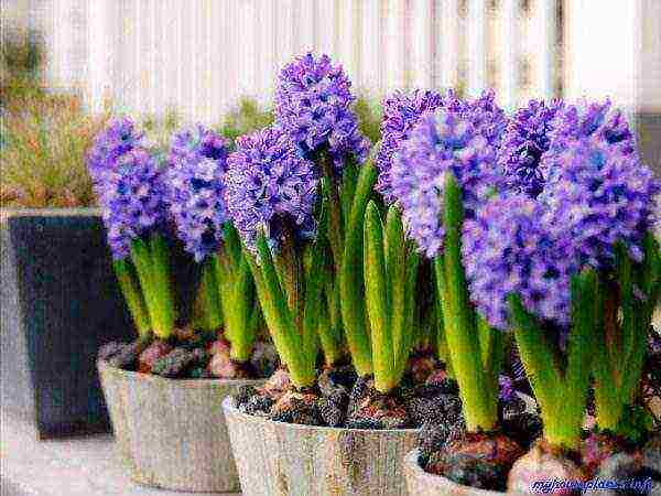 can hyacinth be grown indoors