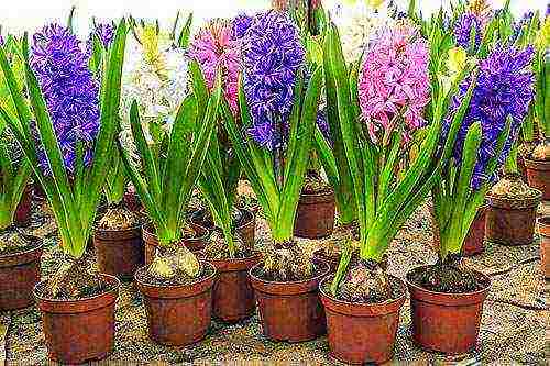 can hyacinth be grown indoors