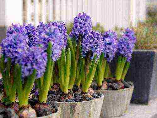 can hyacinth be grown indoors