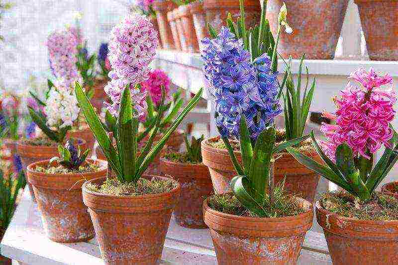 can hyacinth be grown indoors