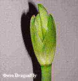 can hippeastrum be grown outdoors