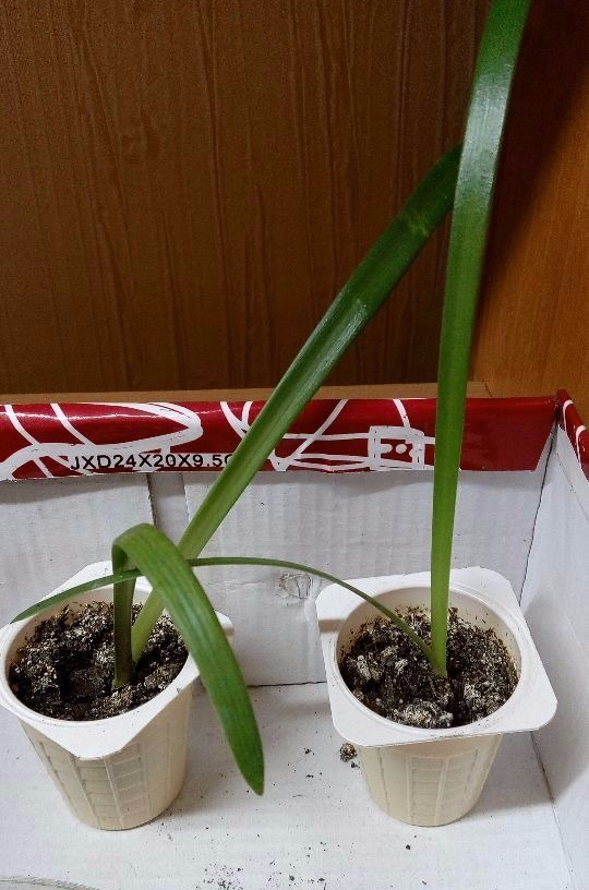 Maaari bang lumago ang hippeastrum sa labas ng bahay