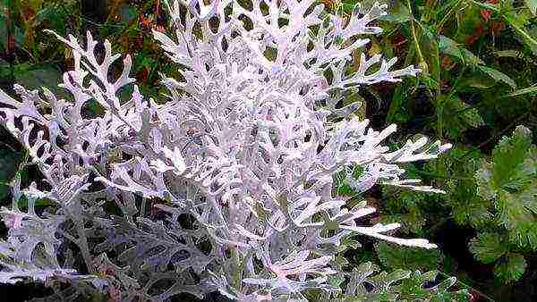 is it possible to grow indoor cineraria on the street