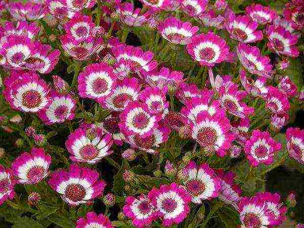 is it possible to grow indoor cineraria on the street