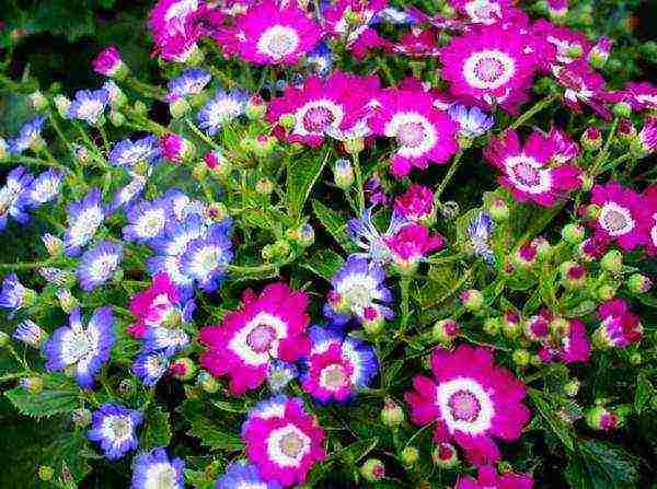 is it possible to grow indoor cineraria on the street