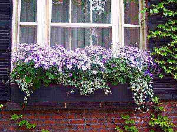 is it possible to grow indoor cineraria on the street