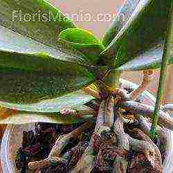 can orchids be grown in coconut substrate