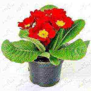 is it possible to grow a garden primrose as a room