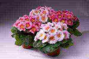 is it possible to grow a garden primrose as a room